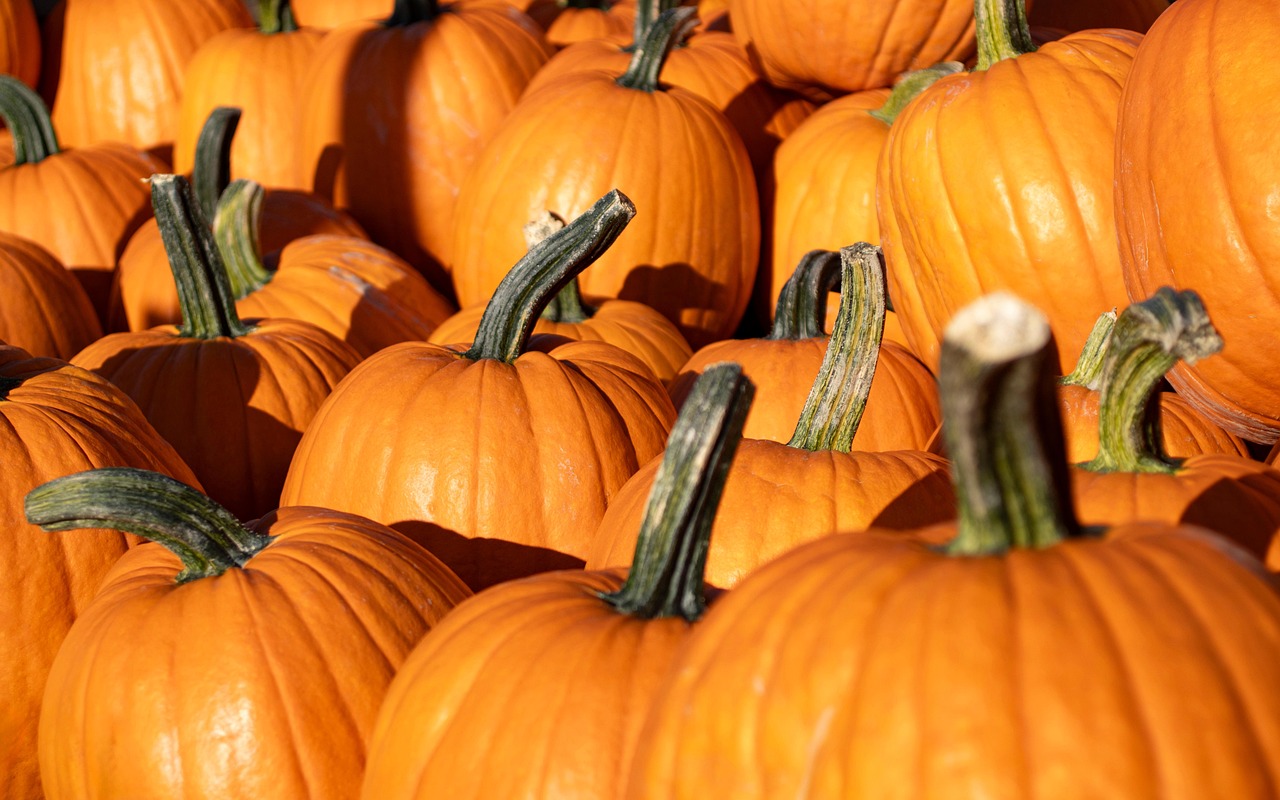 Pixabay tags: pumpkins, harvest, pumpkin patch, autumn, fall, vegetables, farmer's market, produce, squash, gourd, halloween, thanksgiving, food, pumpkins, gourd, halloween, halloween, halloween, halloween, halloween, thanksgiving