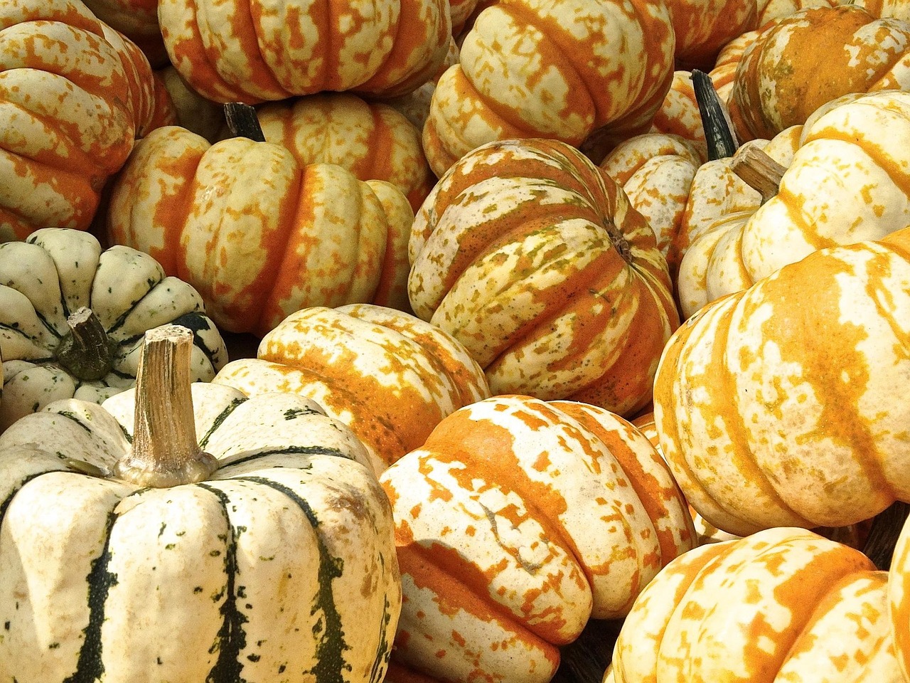Pixabay tags: pumpkins, vegetables, harvest, gourds, produce, organic, pumpkin patch, pumpkin season, halloween decoration, pumpkins, pumpkins, pumpkins, pumpkins, pumpkins, gourds, pumpkin patch, pumpkin patch
