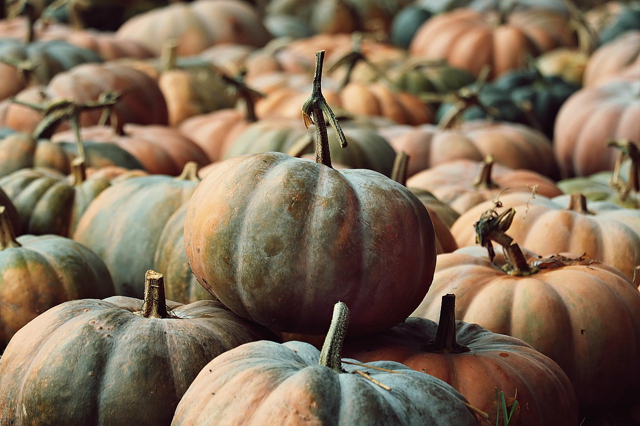 Pixabay tags: pumpkins, pumpkin patch, harvest, vegetables, nature, fall, forest, healthy, food, pumpkin market, thanksgiving